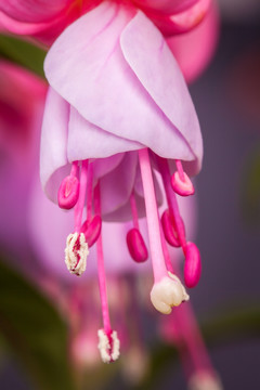 灯笼花特写