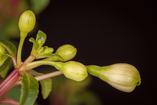 灯笼花花蕾