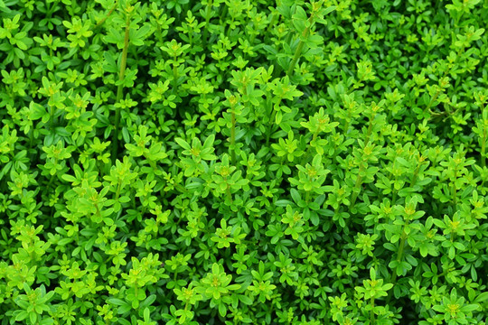绿色背景