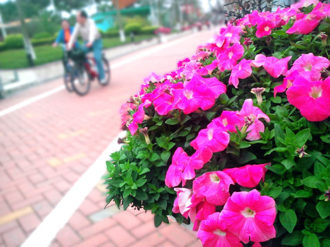 紫色花 杜鹃