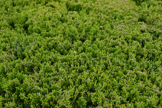 绿叶 植物墙 绿化带