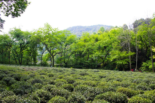 龙井村