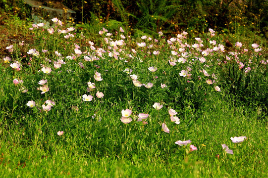 草地 小花 丛花