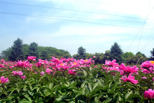 牡丹花园