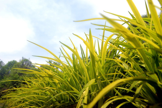 绿草地