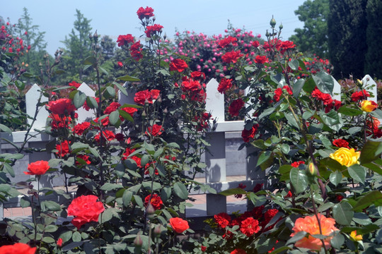 月季花