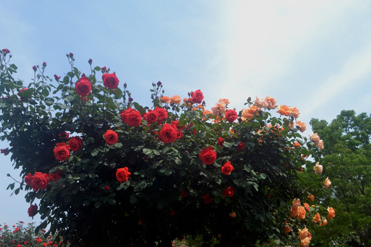 月季花开