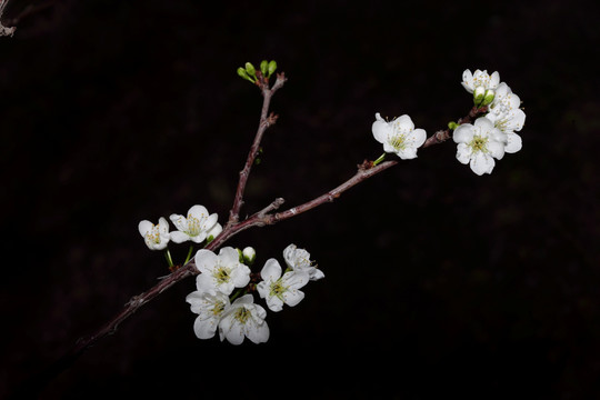 海棠花