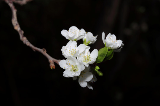 海棠花