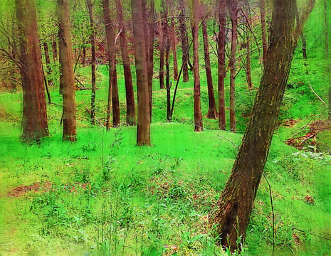 油画 树林