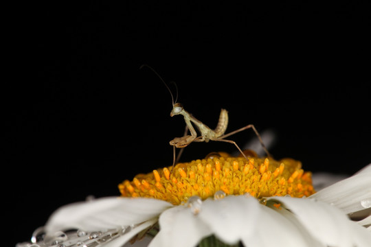 小螳螂 生态微距摄影