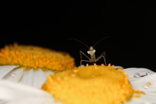 小螳螂 生态微距摄影