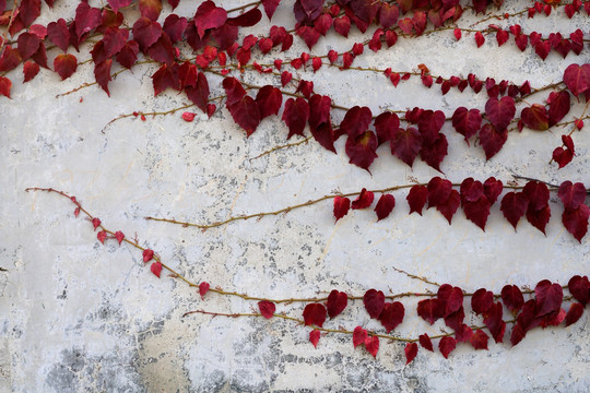 秋天爬山虎红叶墙壁植物墙