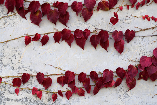 秋天爬山虎红叶墙壁植物墙