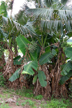 沙仔岛上种植的香蕉树