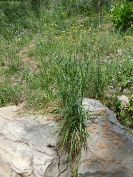 野草 野外草地