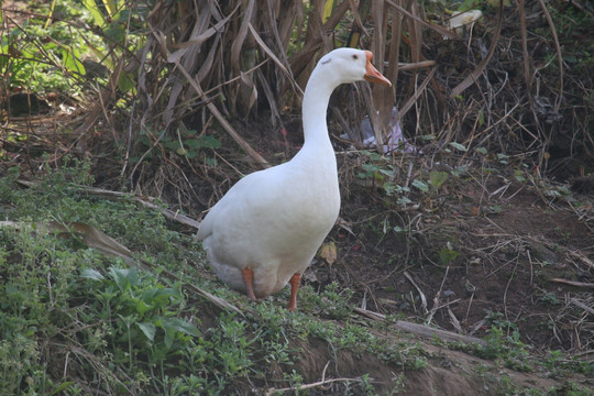 一只大鹅