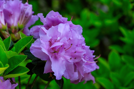 杜鹃花 紫色 户外 植物 花卉