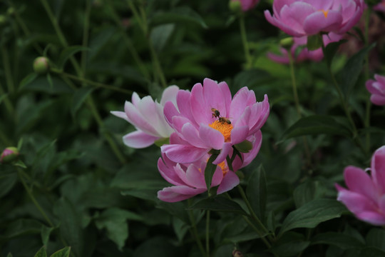芍药花