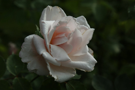 月季花蕾