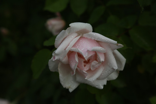 月季花