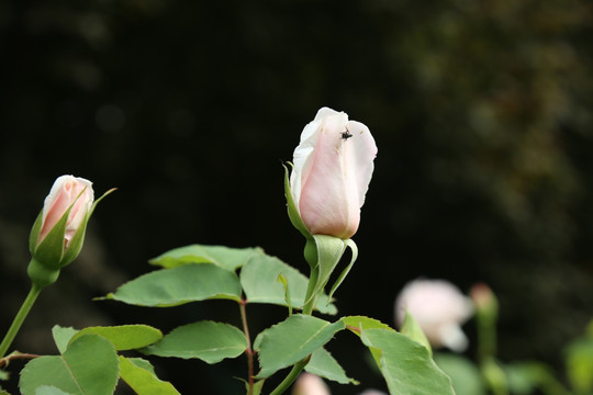 月季花花蕾