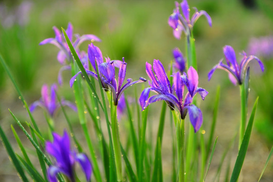 马兰花