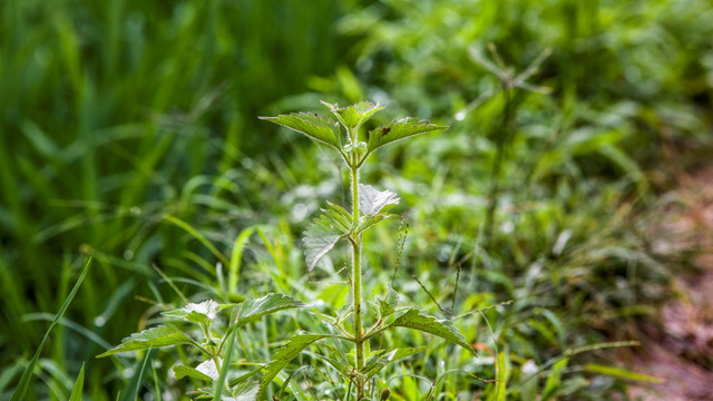 小草