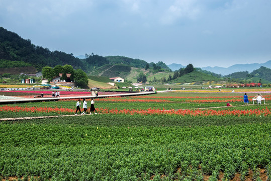 花田