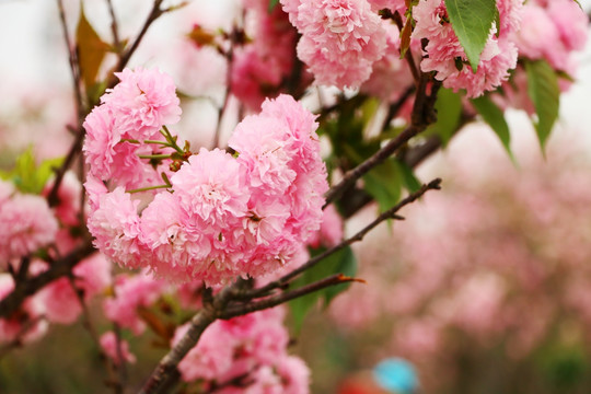 樱花