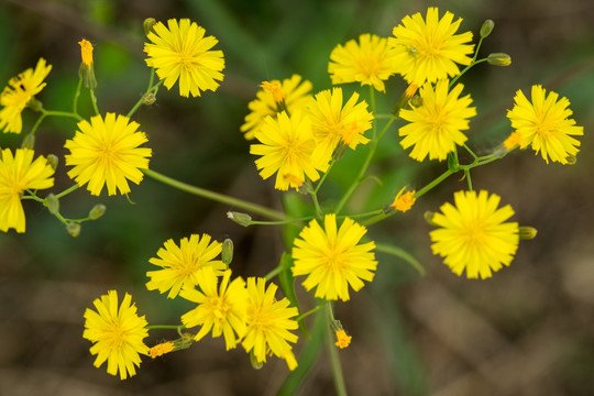 苦荬菜