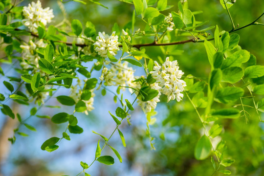 紫槐花