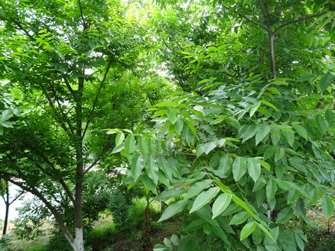 核桃树