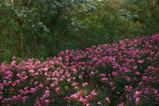 玫瑰花