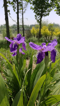 鸢尾花