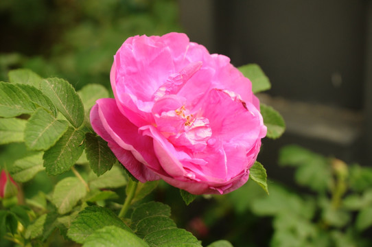 玫瑰花