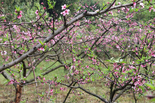 桃树桃花