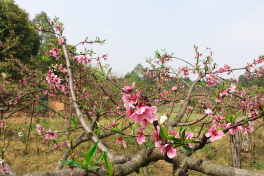 桃树桃花