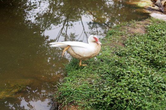 水沟的鸭子 白鸭子 家养鸭