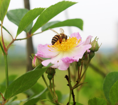 蜜蜂采花 蜜蜂与花