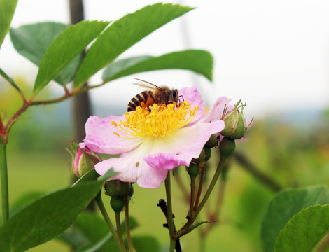 蜜蜂采花 蜜蜂与花