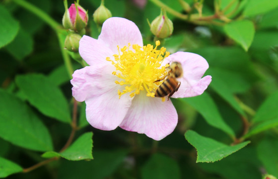 蜜蜂采花 蜜蜂与花