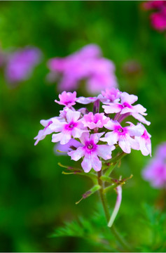 小花