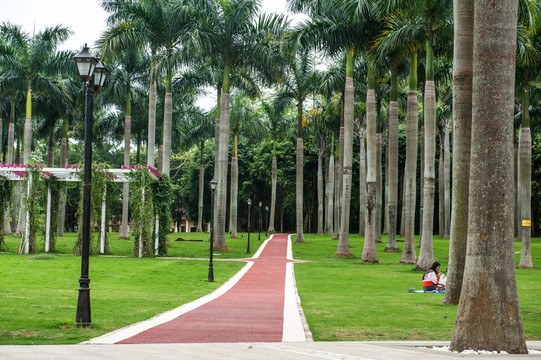 椰树 椰林 步道 草地