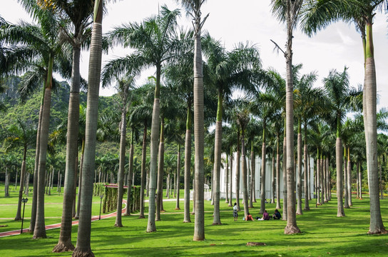 椰树 教堂 大王椰 草地