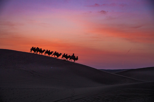 沙漠骆队