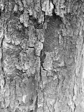 树皮 纹理素材 树纹