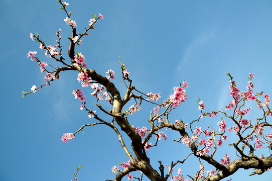 春天艳丽的桃花