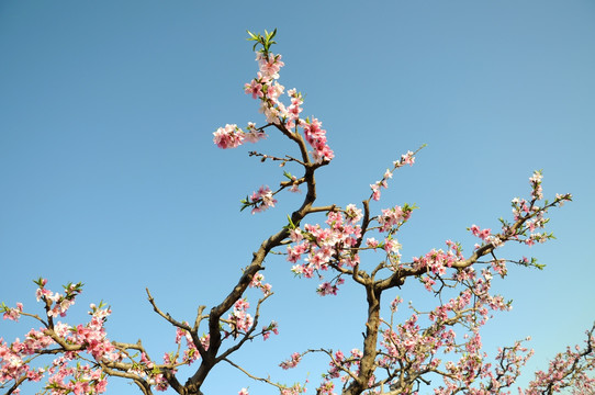 桃花盛开的春天