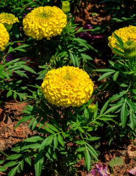 臭芙蓉 万寿灯 蜂窝菊 臭菊花